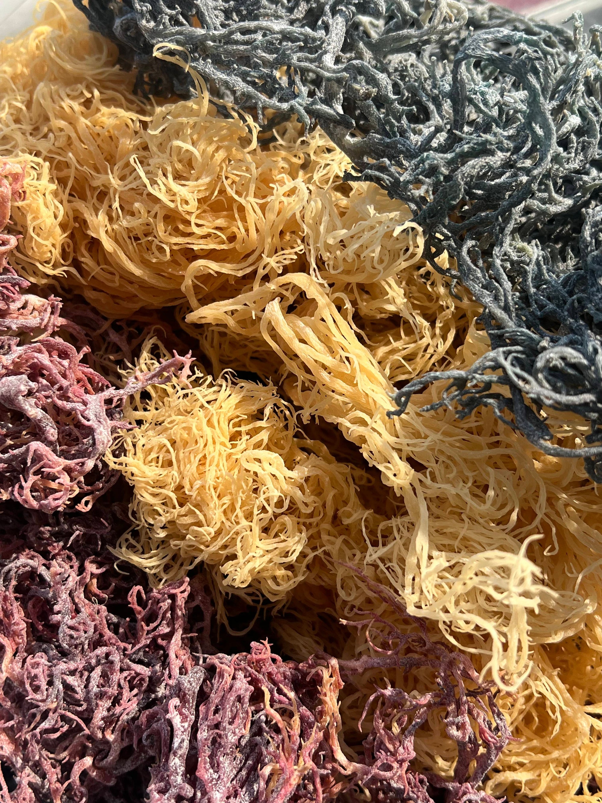 Gold vs Purple vs Green Sea Moss: What's The Differences in Different Colors of Sea Moss? - Super Sea Moss