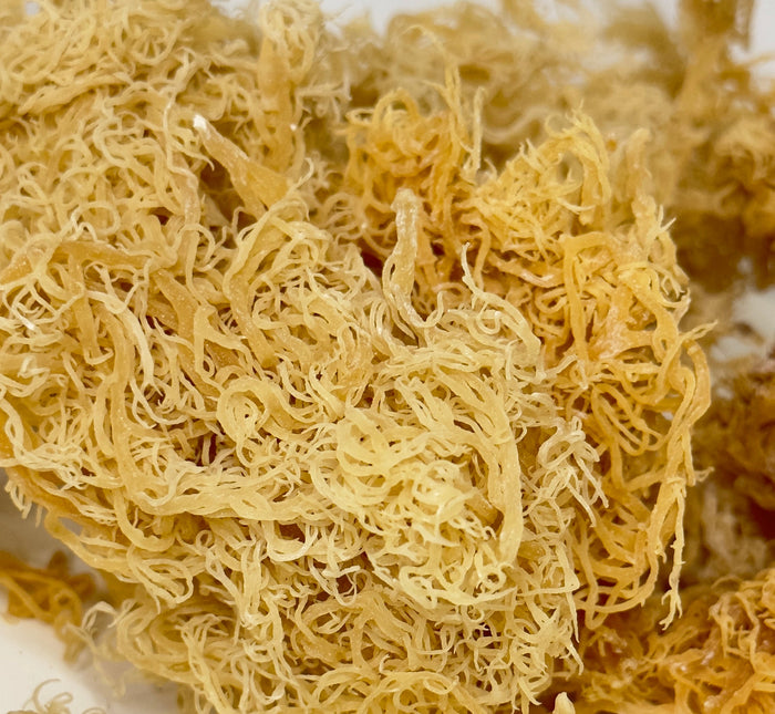Dried Gold Sea Moss (Wholesale) - Dried Sea Moss - Super Sea Moss